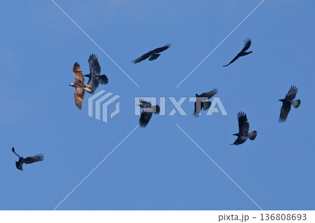 カラス軍団から逃げるミサゴ カラス軍団から逃げるミサゴ 136808693