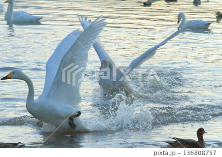 阿賀野の瓢湖の湖面を駆け回る二羽の白鳥 136808757