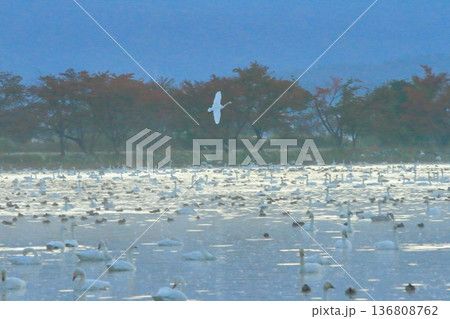 紅葉に彩られた阿賀野の瓢湖の湖面を飛ぶ白鳥 136808762