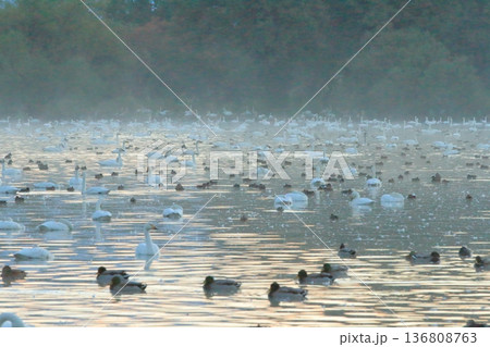 早朝の阿賀野の瓢湖の朝靄に霞んだ景色 136808763