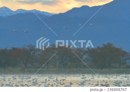 朝靄に霞む阿賀野の瓢湖の上空を飛ぶ白鳥の群れ 朝靄に霞む阿賀野の瓢湖の上空を飛ぶ白鳥の群れ 136808767