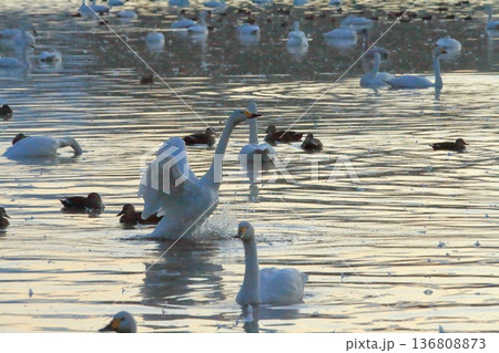 水しぶきをあげて阿賀野の瓢湖に着水した白鳥 水しぶきをあげて阿賀野の瓢湖に着水した白鳥 136808873