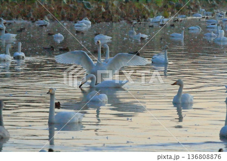 阿賀野の瓢湖で大きく翼を広げた白鳥の姿 阿賀野の瓢湖で大きく翼を広げた白鳥の姿 136808876