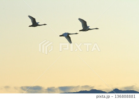 ほんのりと茜色に染まった阿賀野の瓢湖の空を飛ぶ白鳥 ほんのりと茜色に染まった阿賀野の瓢湖の空を飛ぶ白鳥 136808881