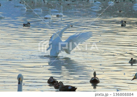 阿賀野の瓢湖で優雅に羽根を広げて舞うような白鳥 136808884