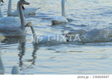 阿賀野の瓢湖での親鳥に嚙みつく白鳥の若鳥 136808887