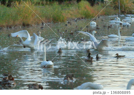 阿賀野の瓢湖での二羽の白鳥の追いかけっこの様子 136808895