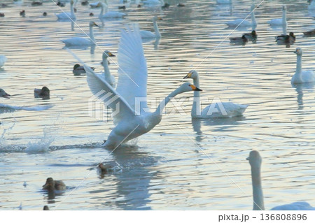 阿賀野の瓢湖を飛び立とうとする白鳥の姿 阿賀野の瓢湖を飛び立とうとする白鳥の姿 136808896
