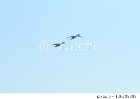 快晴の青空の中を飛翔する二羽の白鳥 快晴の青空の中を飛翔する二羽の白鳥 136808899