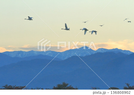 美しい雪山を望む阿賀野の空に舞う白鳥の群れ 136808902