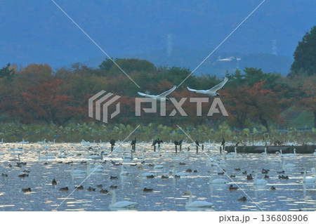 早朝の阿賀野の瓢湖を飛び立つ二羽の白鳥 早朝の阿賀野の瓢湖を飛び立つ二羽の白鳥 136808906