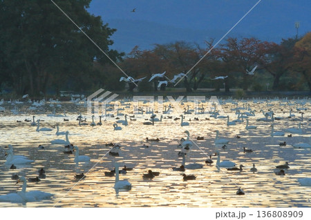 朝の光に輝く阿賀野の瓢湖を飛び立つ白鳥の群れ 136808909