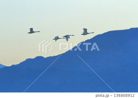 夜明け前の阿賀野の空を隊列を組んで飛ぶ白鳥の群れ 136808912