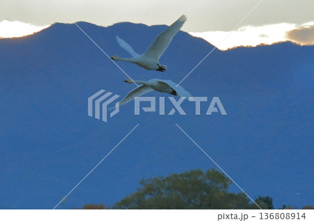 日の出前の阿賀野の空を飛ぶ二羽の白鳥 日の出前の阿賀野の空を飛ぶ二羽の白鳥 136808914