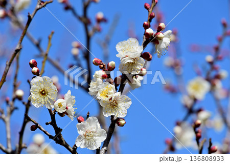 青空に映える白梅 136808933
