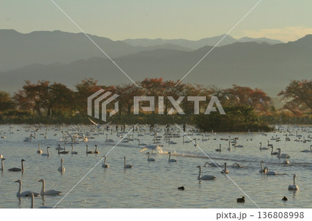 あちらこちらから白鳥が飛び立つ朝の瓢湖の湖面 あちらこちらから白鳥が飛び立つ朝の瓢湖の湖面 136808998