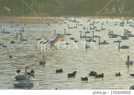 阿賀野の瓢湖に着水しようとしている白鳥の姿 阿賀野の瓢湖に着水しようとしている白鳥の姿 136809008