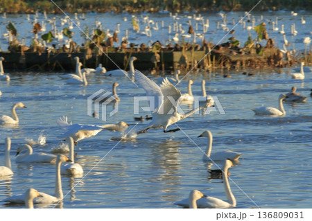 阿賀野の瓢湖の白鳥たちが湖面から飛び立つ瞬間 阿賀野の瓢湖の白鳥たちが湖面から飛び立つ瞬間 136809031