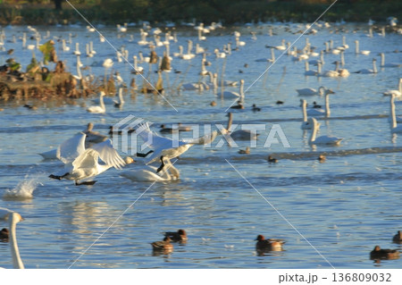 白鳥たちが湖面から舞い上がった瞬間の眺め 白鳥たちが湖面から舞い上がった瞬間の眺め 136809032
