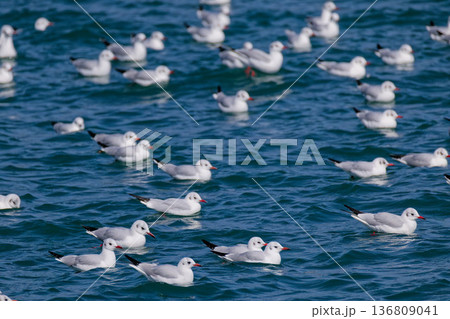 瀬戸内海に浮かぶユリカモメの群れ 136809041