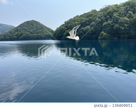 琵琶湖を飛ぶ白い鳥 136809051