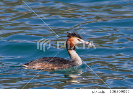 早春に夏羽になるカンムリカイツブリ 136809093