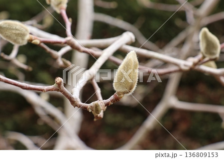 モクレン 136809153