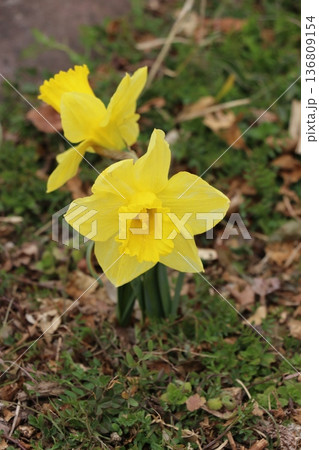 スイセン 136809154