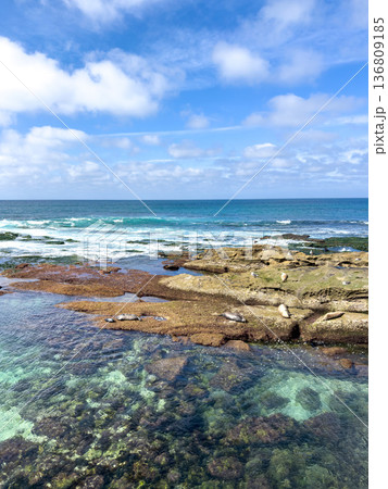 La Jolla, California, United States. Harbor seals rest on the sand at La Jolla Cove, San Diego 136809185