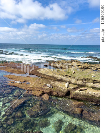 La Jolla, California, United States. Harbor seals rest on the sand at La Jolla Cove, San Diego 136809190