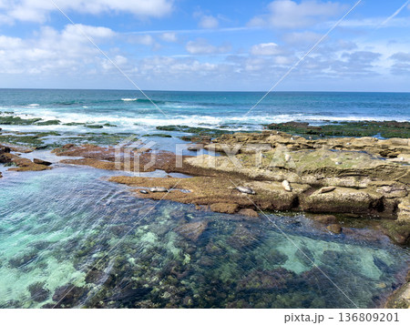 La Jolla, California, United States. Harbor seals rest on the sand at La Jolla Cove, San Diego 136809201