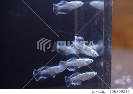 横見ケースで泳ぐ色鮮やかなメダカ 136809236