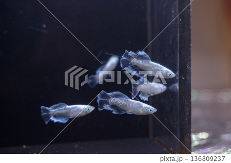 横見ケースで泳ぐ色鮮やかなメダカ 136809237
