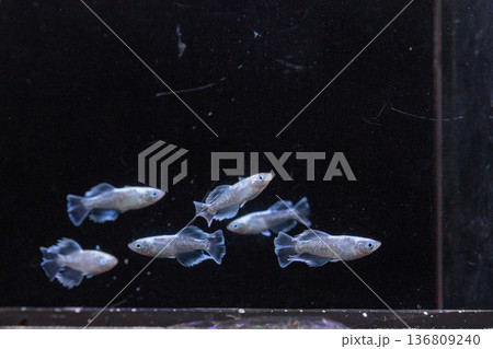 横見ケースで泳ぐ色鮮やかなメダカ 136809240