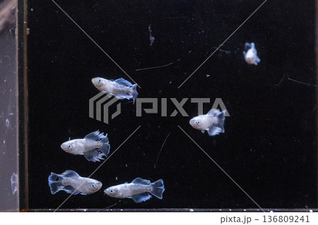 横見ケースで泳ぐ色鮮やかなメダカ 136809241