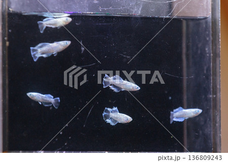 横見ケースで泳ぐ色鮮やかなメダカ 136809243