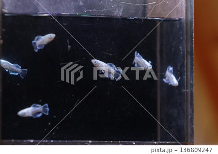 横見ケースで泳ぐ色鮮やかなメダカ 136809247