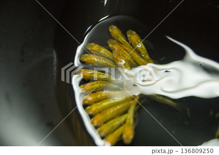 横見ケースで泳ぐ色鮮やかなメダカ 136809250