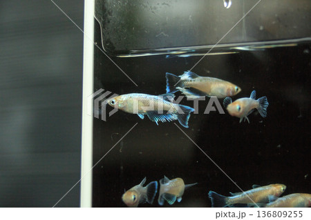 横見ケースで泳ぐ色鮮やかなメダカ 136809255