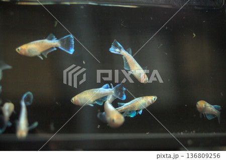 横見ケースで泳ぐ色鮮やかなメダカ 136809256