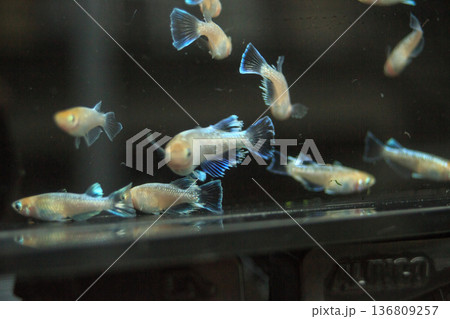 横見ケースで泳ぐ色鮮やかなメダカ 136809257