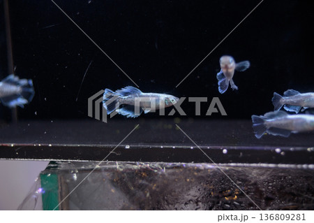 横見ケースで泳ぐ色鮮やかなメダカ 136809281