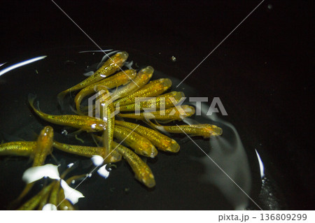 横見ケースで泳ぐ色鮮やかなメダカ 横見ケースで泳ぐ色鮮やかなメダカ 136809299