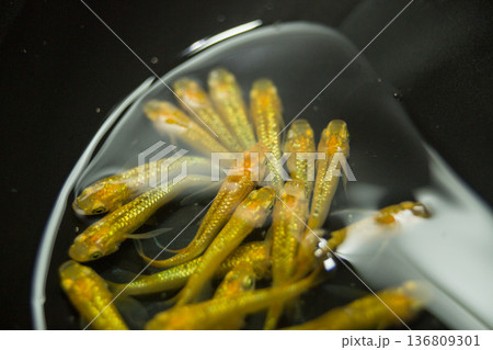 横見ケースで泳ぐ色鮮やかなメダカ 136809301