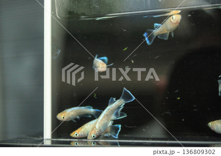 横見ケースで泳ぐ色鮮やかなメダカ 136809302