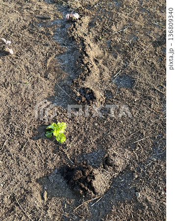 もぐらの掘り跡が残る畑と芽吹いた野菜の新芽 136809340
