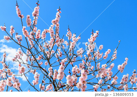 春うらら仙台の梅の共演 136809353
