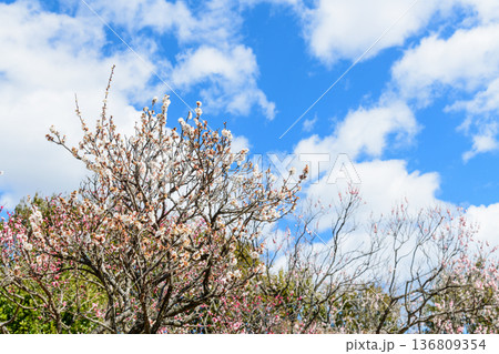 春うらら仙台の梅の共演 136809354