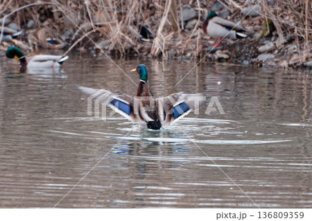 翼を広げて青い翼鏡を見せるマガモ 翼を広げて青い翼鏡を見せるマガモ 136809359