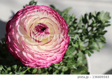 ラナンキュラス ラナンキュラス 136809383